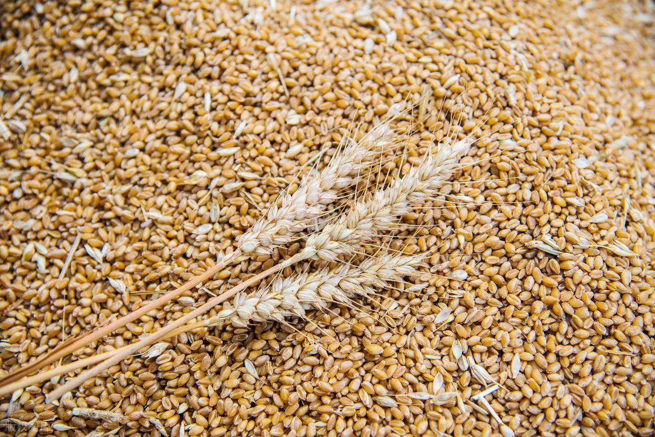 原創(chuàng)托市小麥拍賣清單出來了！小麥行情要反轉？