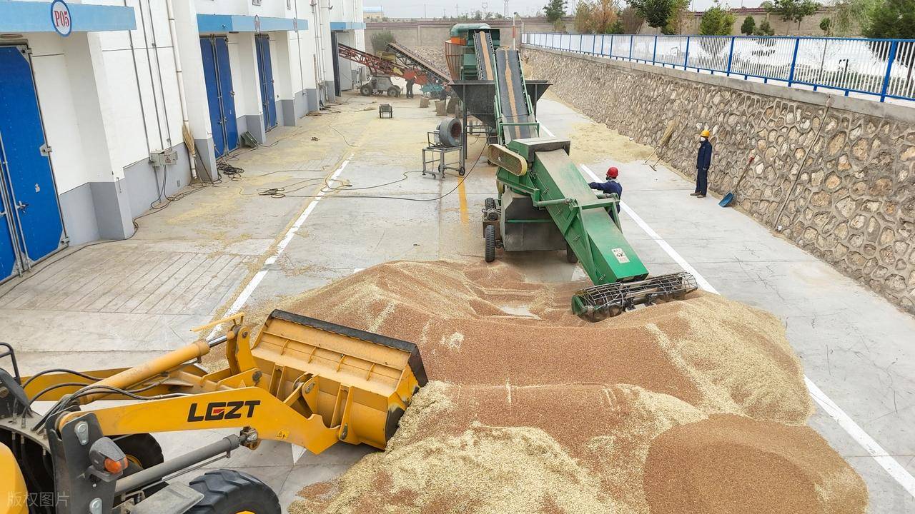 原創(chuàng)托市小麥拍賣清單出來了！小麥行情要反轉？