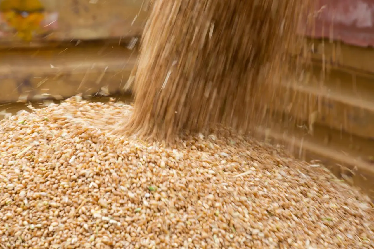 原創(chuàng)托市小麥拍賣清單出來了！小麥行情要反轉？