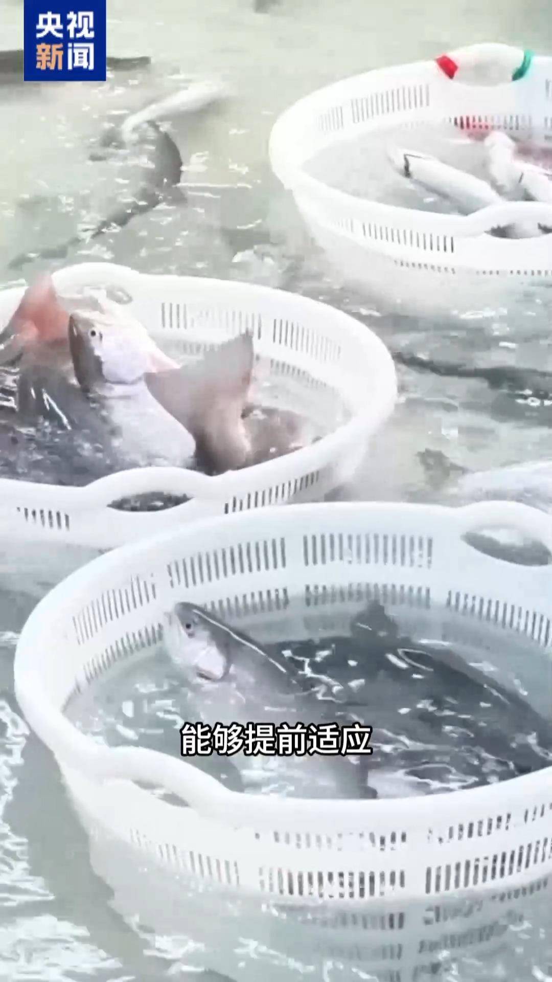 “十五五”開好局 起好步丨三文魚也要“搬家” 陸海接力養(yǎng)殖助力“藍(lán)色糧倉”